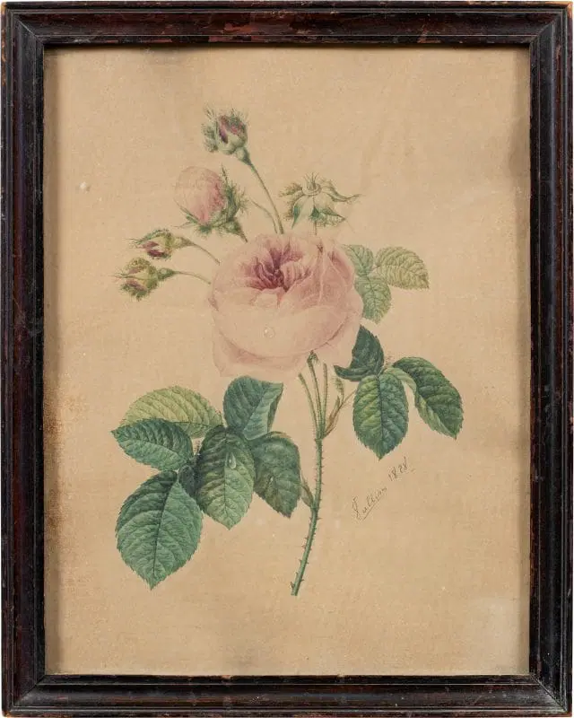 Disegnatore europeo (datato 1828) – La rosa.
