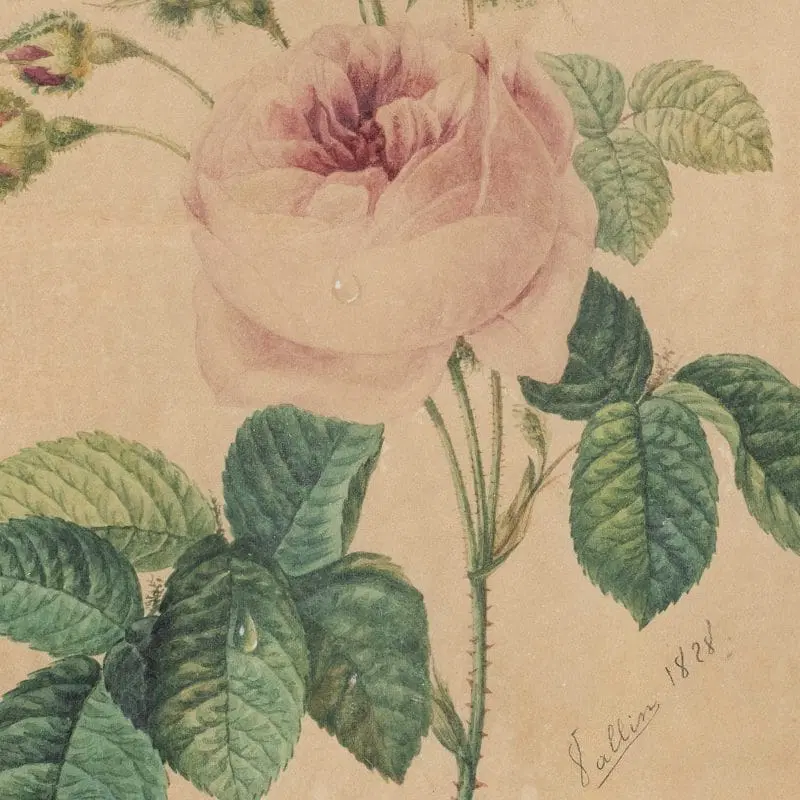 Disegnatore europeo (datato 1828) – La rosa. - immagine 2
