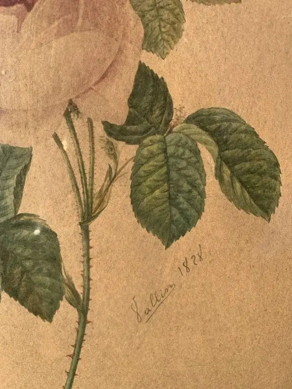 Disegnatore europeo (datato 1828) – La rosa. - immagine 5